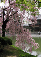 The Windswept Cherry Tree